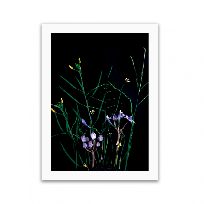 Rhea Gupte Wildflowers photography